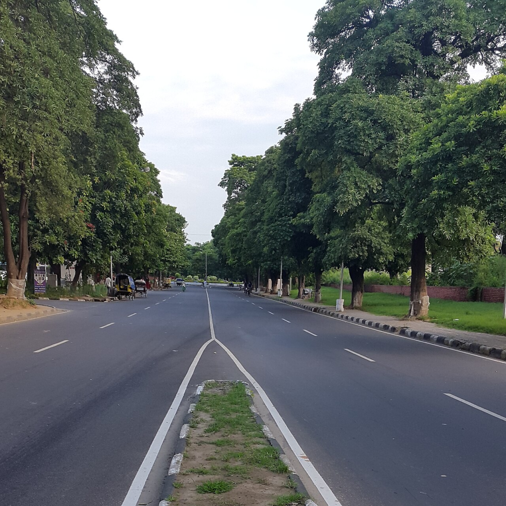 Can Chandigarh Turn 75 Without Losing the Sun, Space and Greenery It Was Built For? 2 A tree-lined view within Sector 37, illustrating the everyday sector landscape beyond the Capitol Complex